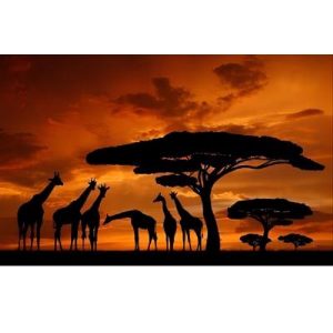 product-92628-d1b6a4f333d29993e0ea8672de519ef7 - Foxy