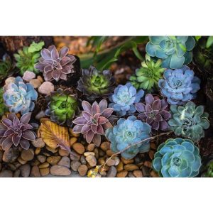 Набор для рисования по номерам Суккулент (40*50) 62601
